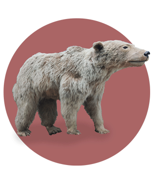 خرس قهوه ای ایلام